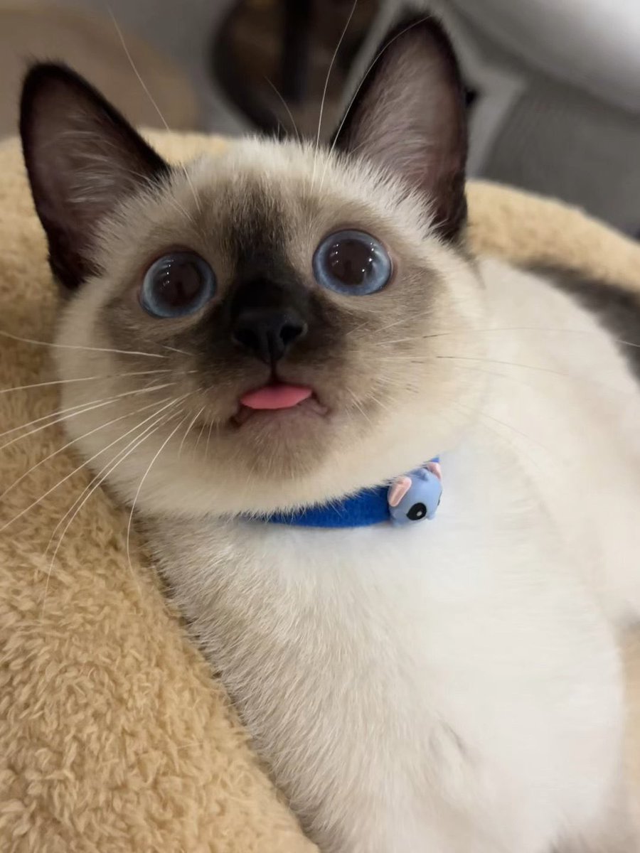 The Pets 𝕏 tweet media