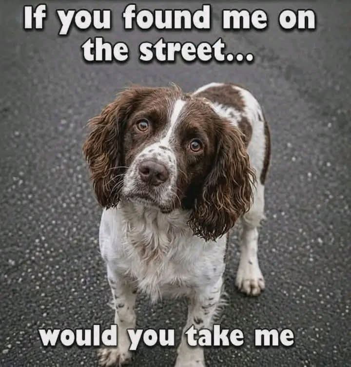 Sadiafatma tweet media