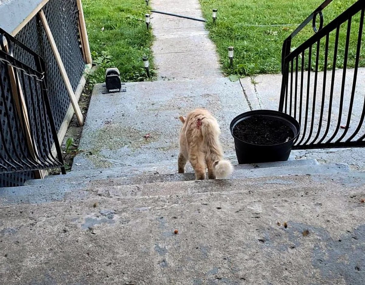 nekochigura5656's tweet image. みなさまおはようございます。

ちっちゃいちゃんさんはネコと和解できませんでした

#shindanmaker
shindanmaker.com/632000
●○●○○●● 3勝4敗 負け越し。

たばこを止めて1362日目( ´ー｀)y-~~