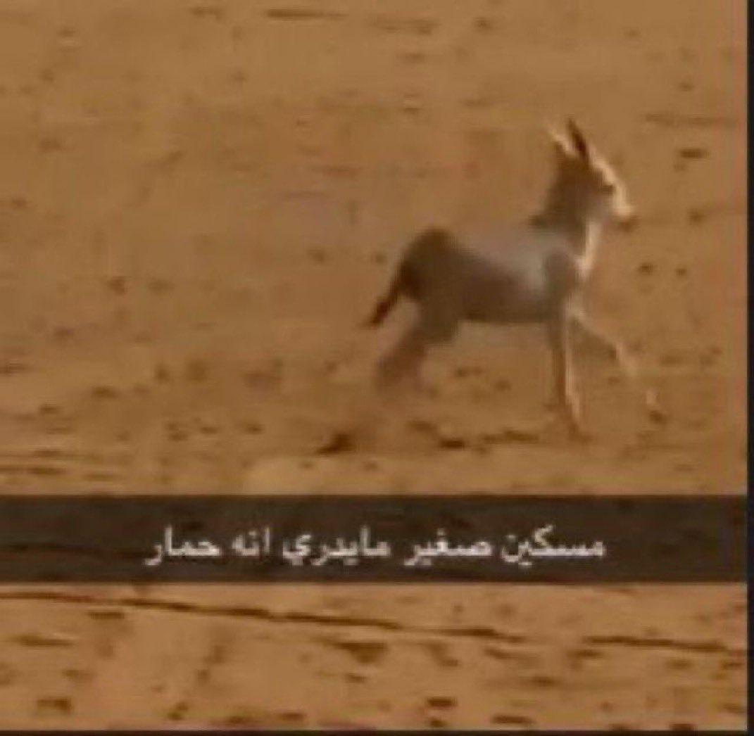 نـ!!!!!يف tweet media