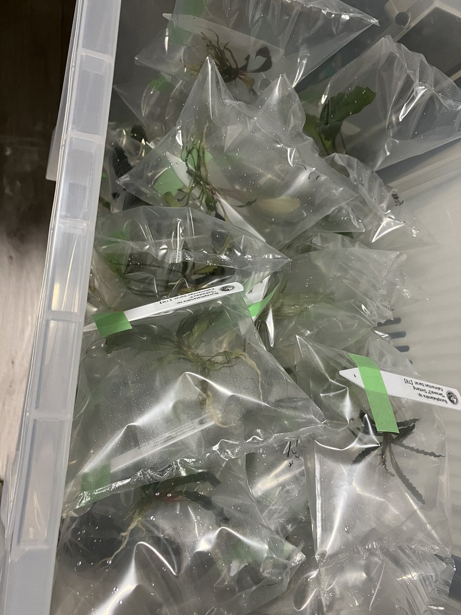 tomo.tomo.13（渓流サトイモ専用） tweet media