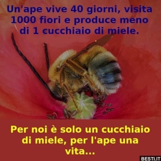 annamariamoscar's tweet photo. 🐝🐝🐝🐝🐝 https://t.co/jGxKozEKsw