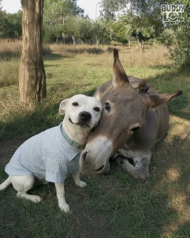 Best in Dogs tweet media