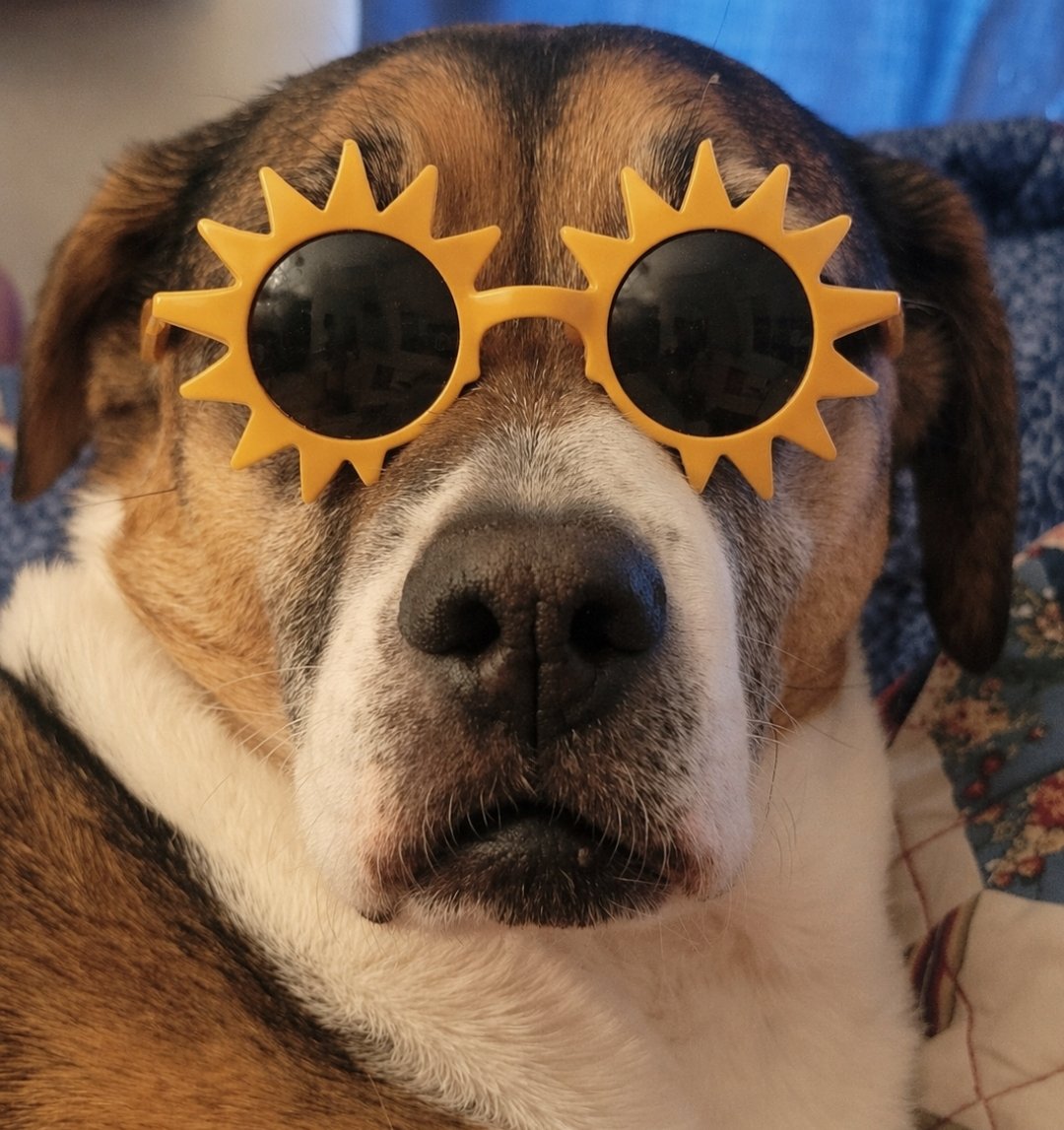 Sandy Brunswick tweet media