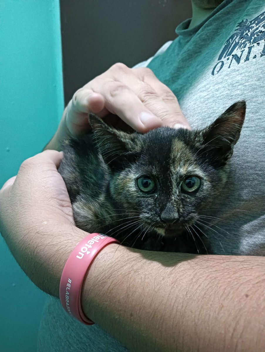 sol_palacios_m's tweet photo. Gatita rescatada hoy necesita urgente un hogar🙏 debe tener 3 meses, hembra para su adopción hablar al +569 66387691 y se le realizara entrevista de adopción☺️🐾🐈💕
Comuna la pintana
Preguntar por Andrea.
@cyskorei07 https://t.co/gzwIcF1jQM