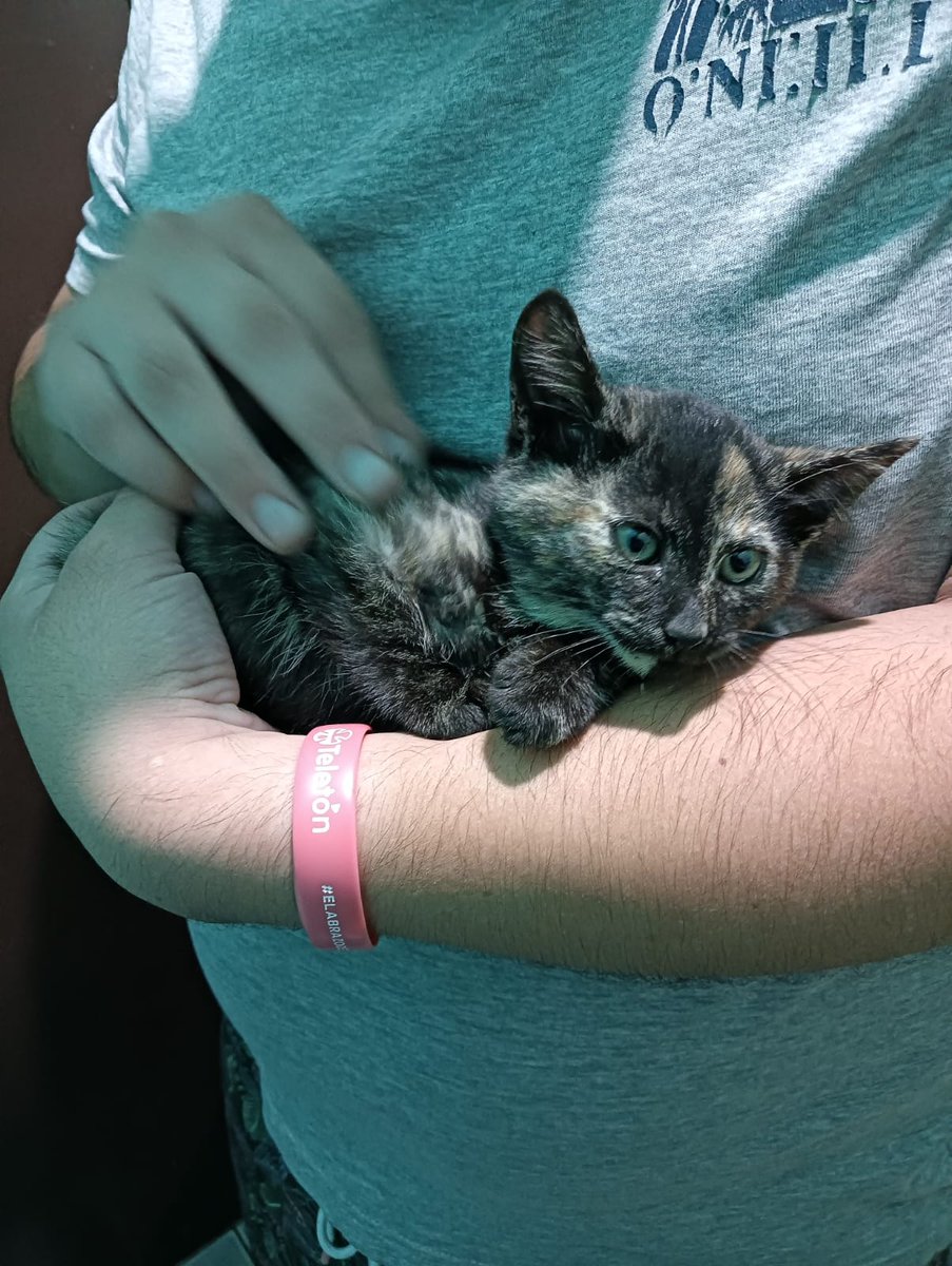 sol_palacios_m's tweet photo. Gatita rescatada hoy necesita urgente un hogar🙏 debe tener 3 meses, hembra para su adopción hablar al +569 66387691 y se le realizara entrevista de adopción☺️🐾🐈💕
Comuna la pintana
Preguntar por Andrea.
@cyskorei07 https://t.co/gzwIcF1jQM