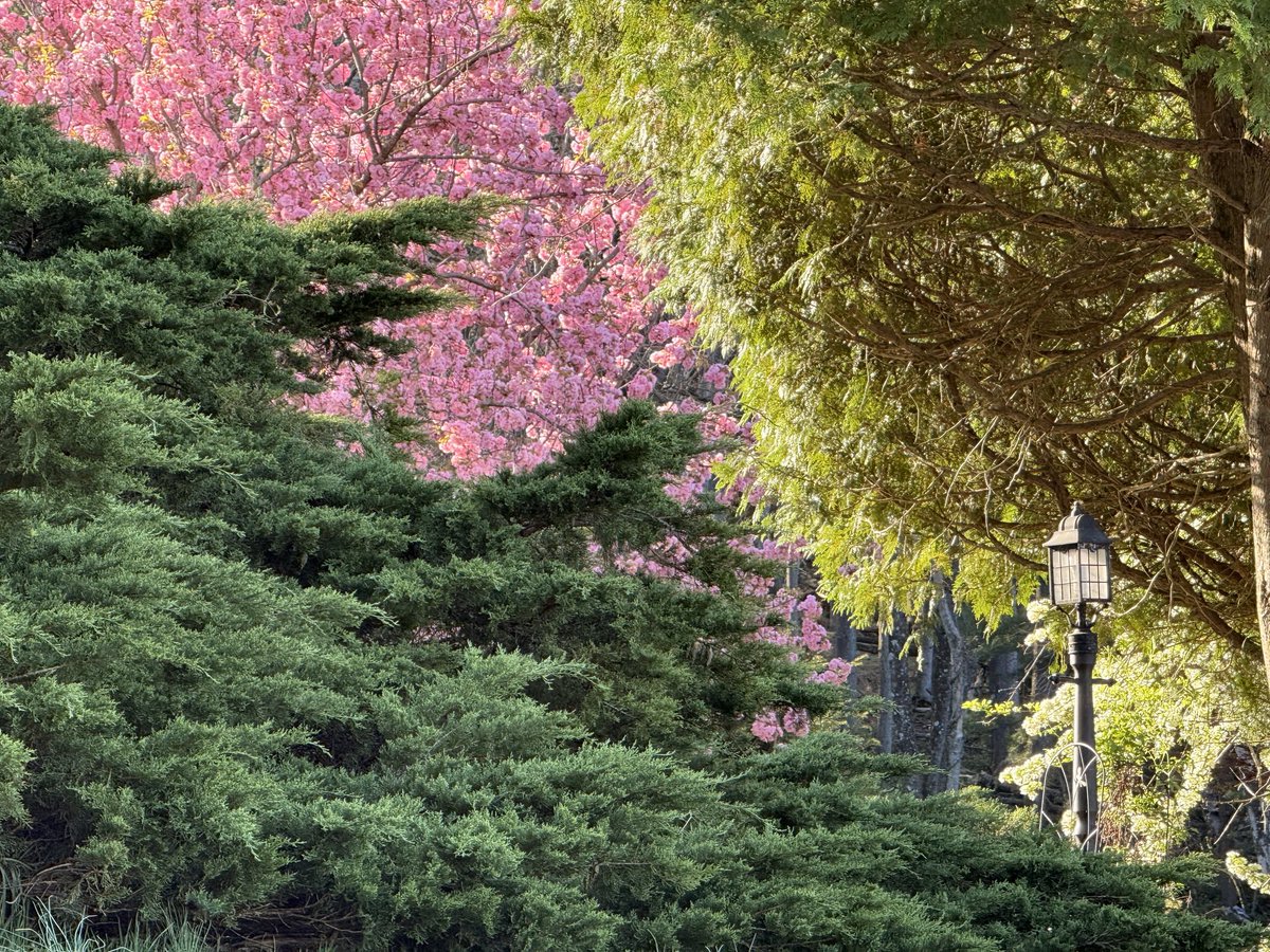 a real person tweet media