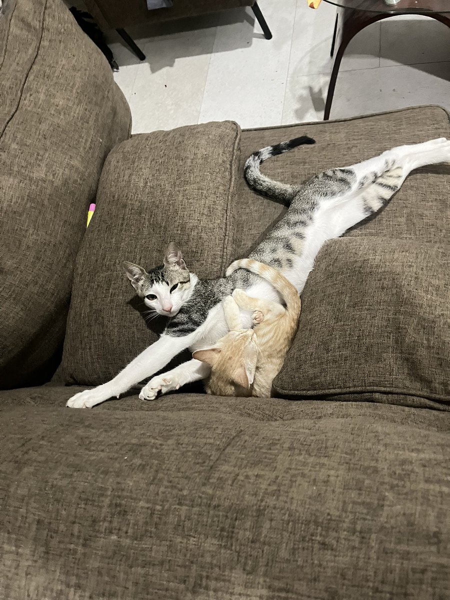 Karabaakouvi 🇸🇳🇪🇹🍃🍂🧶 tweet media