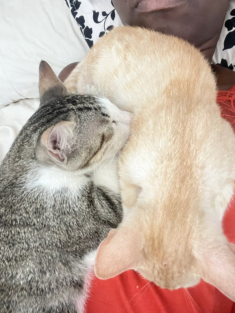 Karabaakouvi 🇸🇳🇪🇹🍃🍂🧶 tweet media