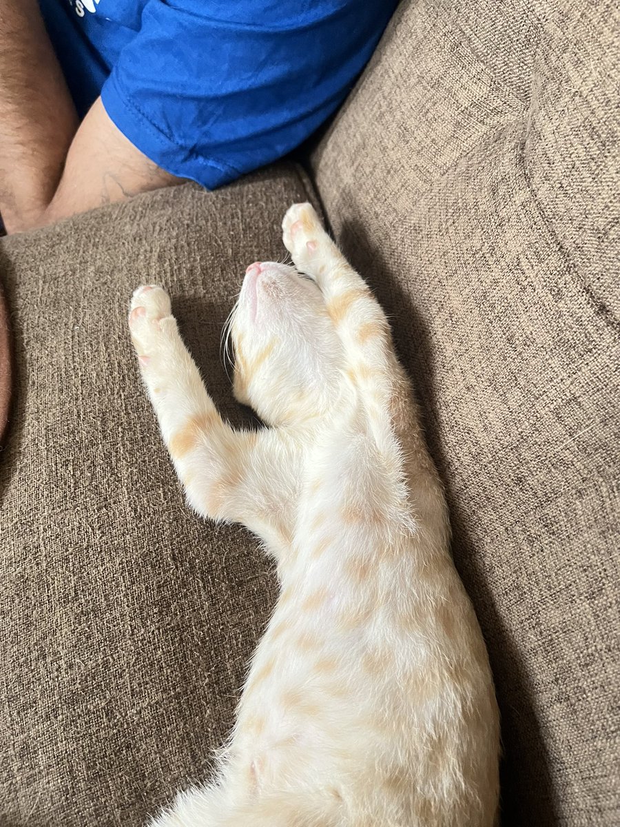 Karabaakouvi 🇸🇳🇪🇹🍃🍂🧶 tweet media