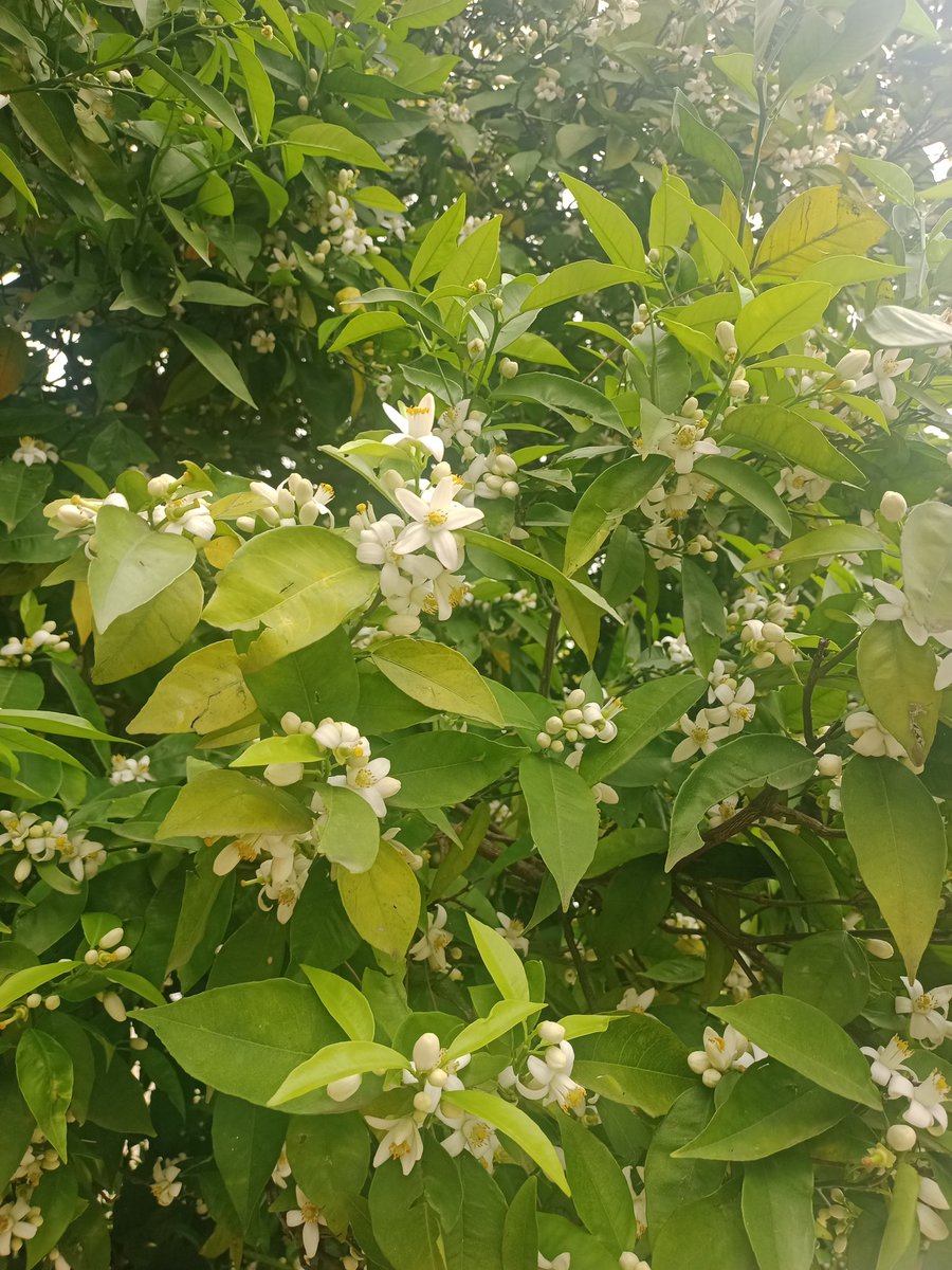 firateda4's tweet photo. gündüzü 🌿 / gecesi 🕯️ https://t.co/6V0HxCHm1j