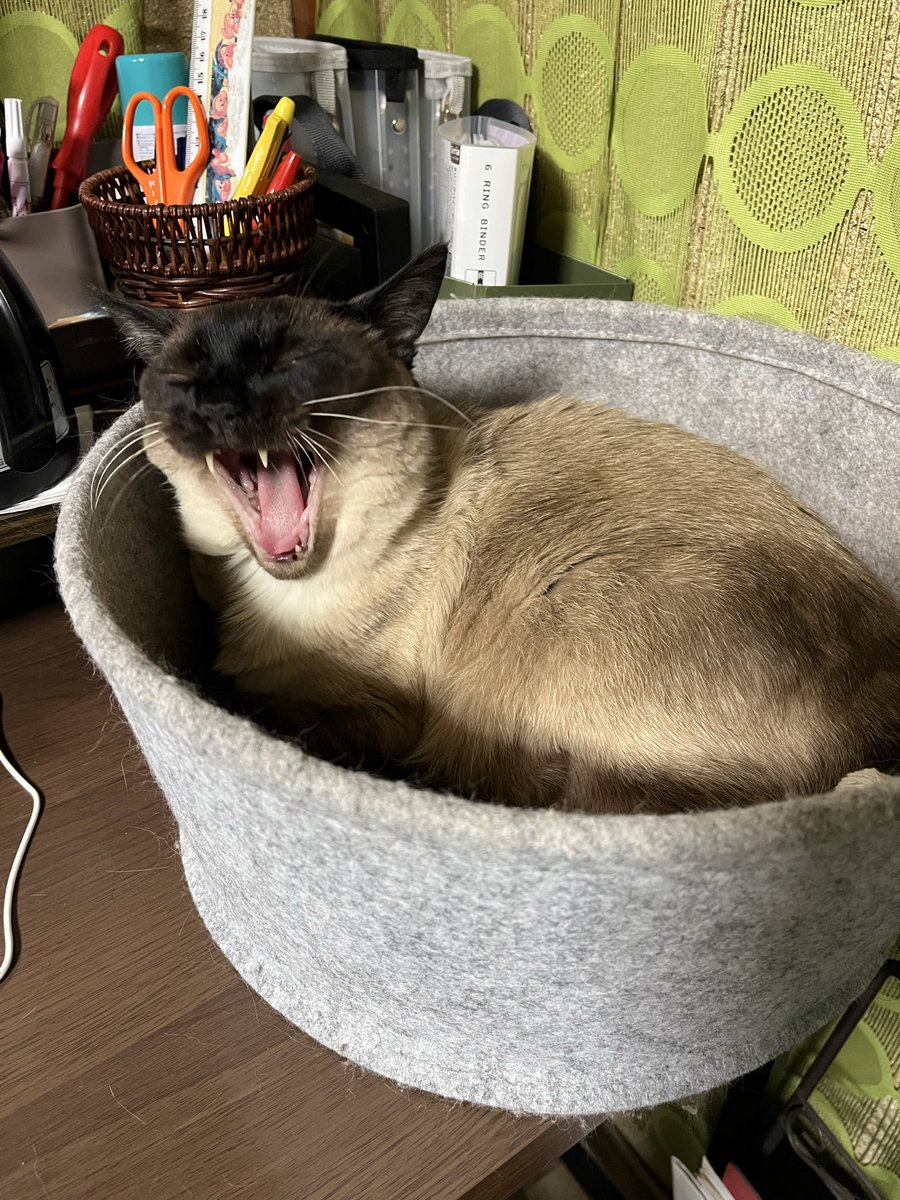 パナセ tweet media