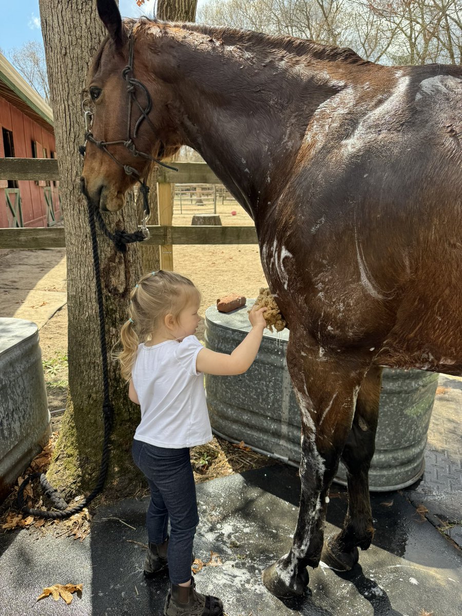 Horse tweet media