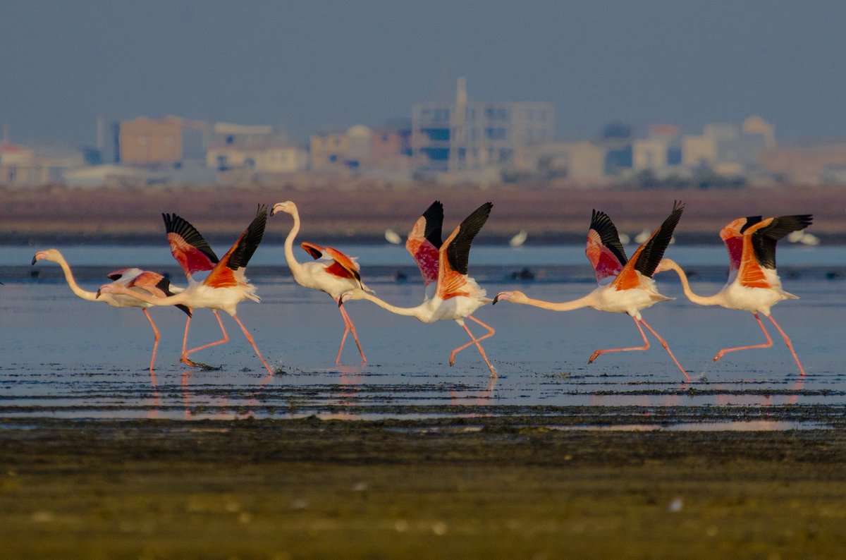 javad_rostami_a's tweet image. Gn🕊️
Pink flight 🦩
1/1
145 #tezos
Link🔗
objkt.com/tokens/KT1NTxc…