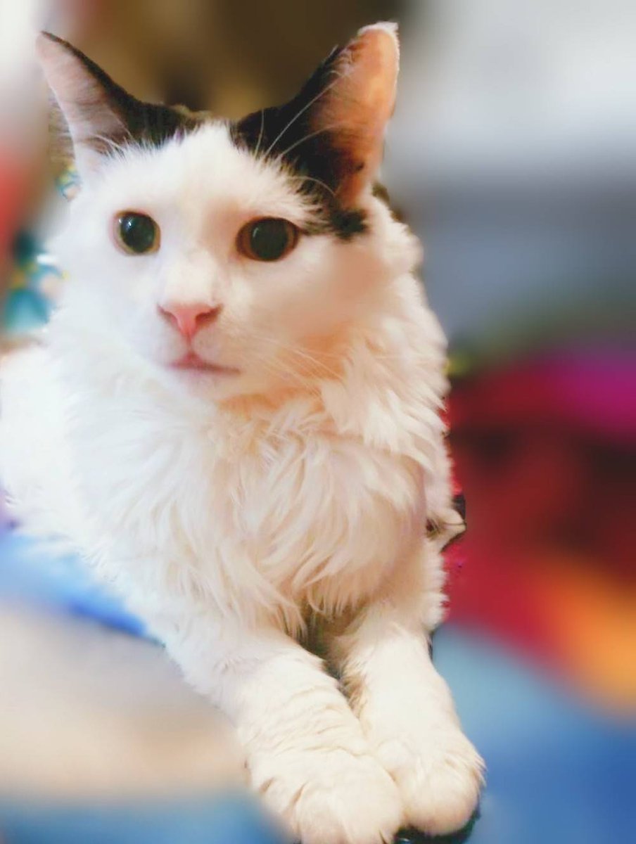 オリオン^ↀᴥↀ^ tweet media