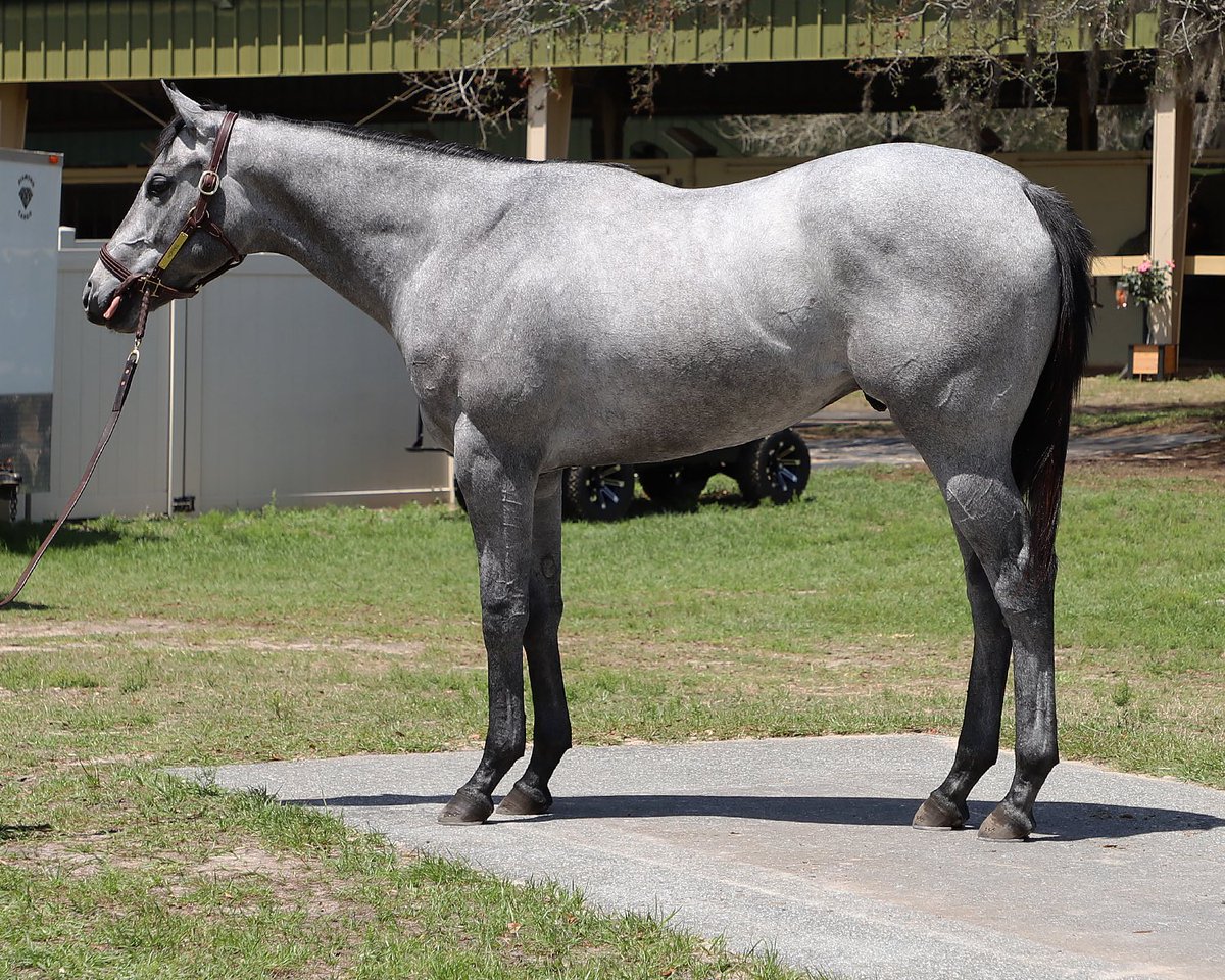 Marquee Bloodstock Agency tweet media
