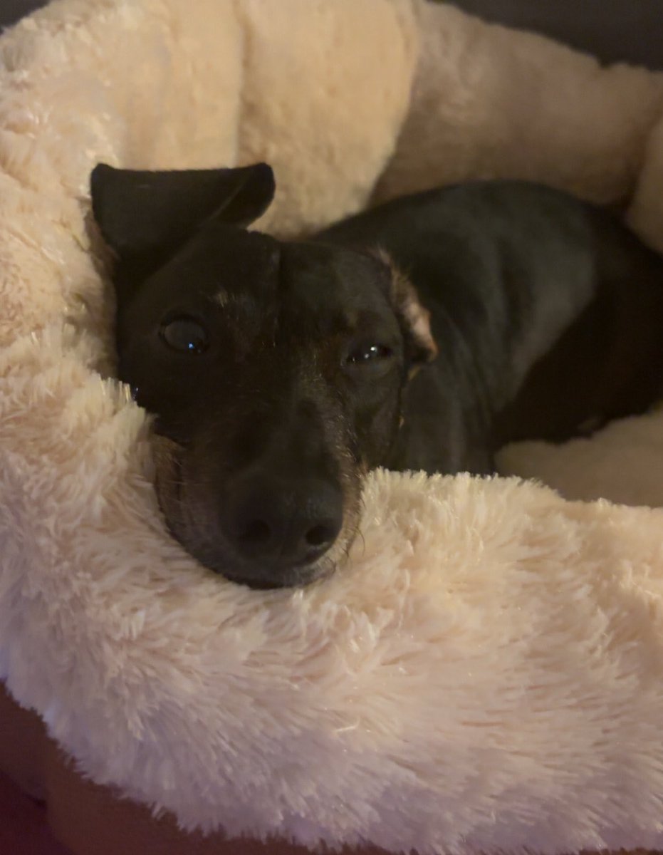 - (@sofiajhasan) on Twitter photo 