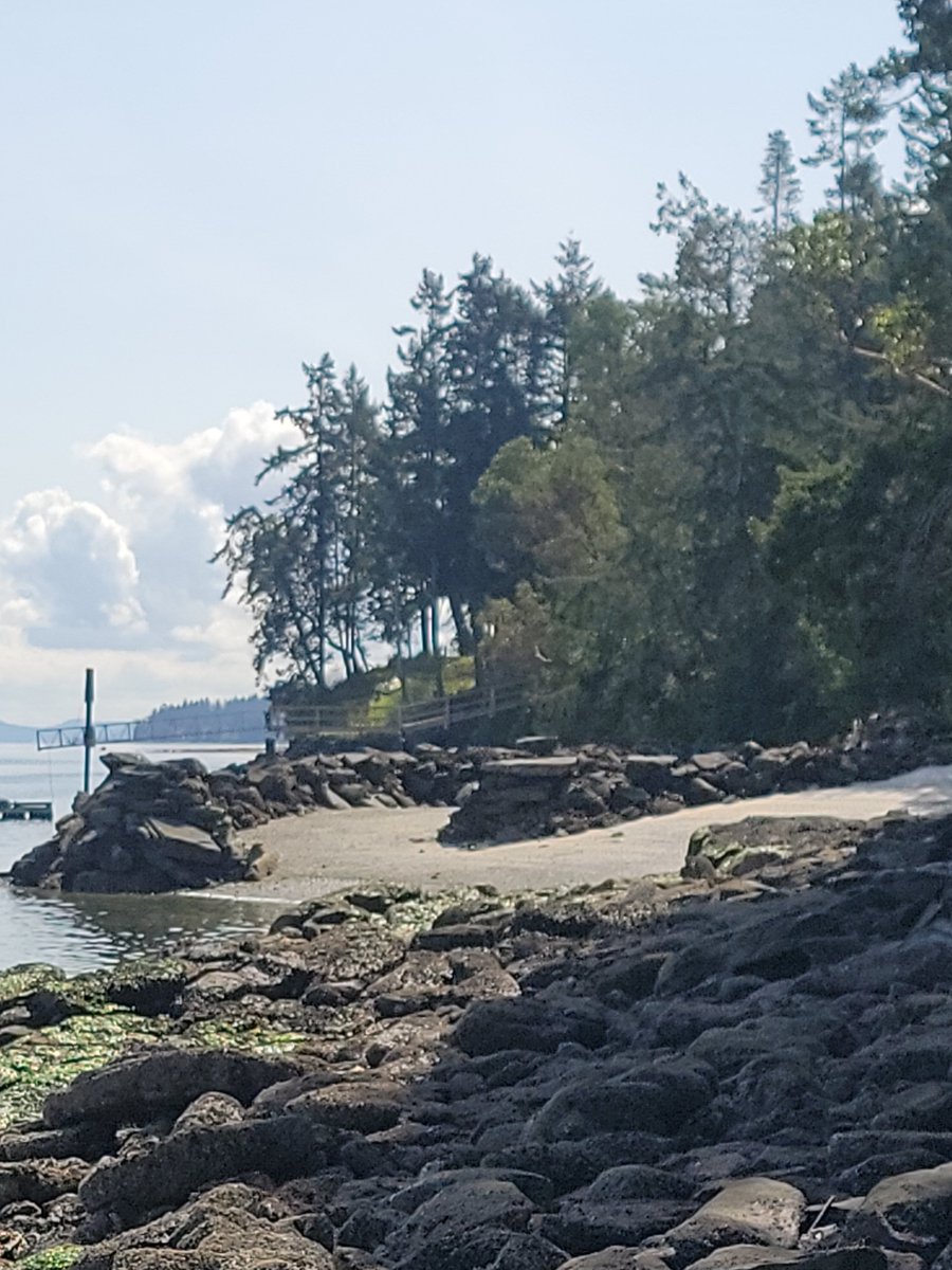 Banana Joe Freedom Fighter tweet media