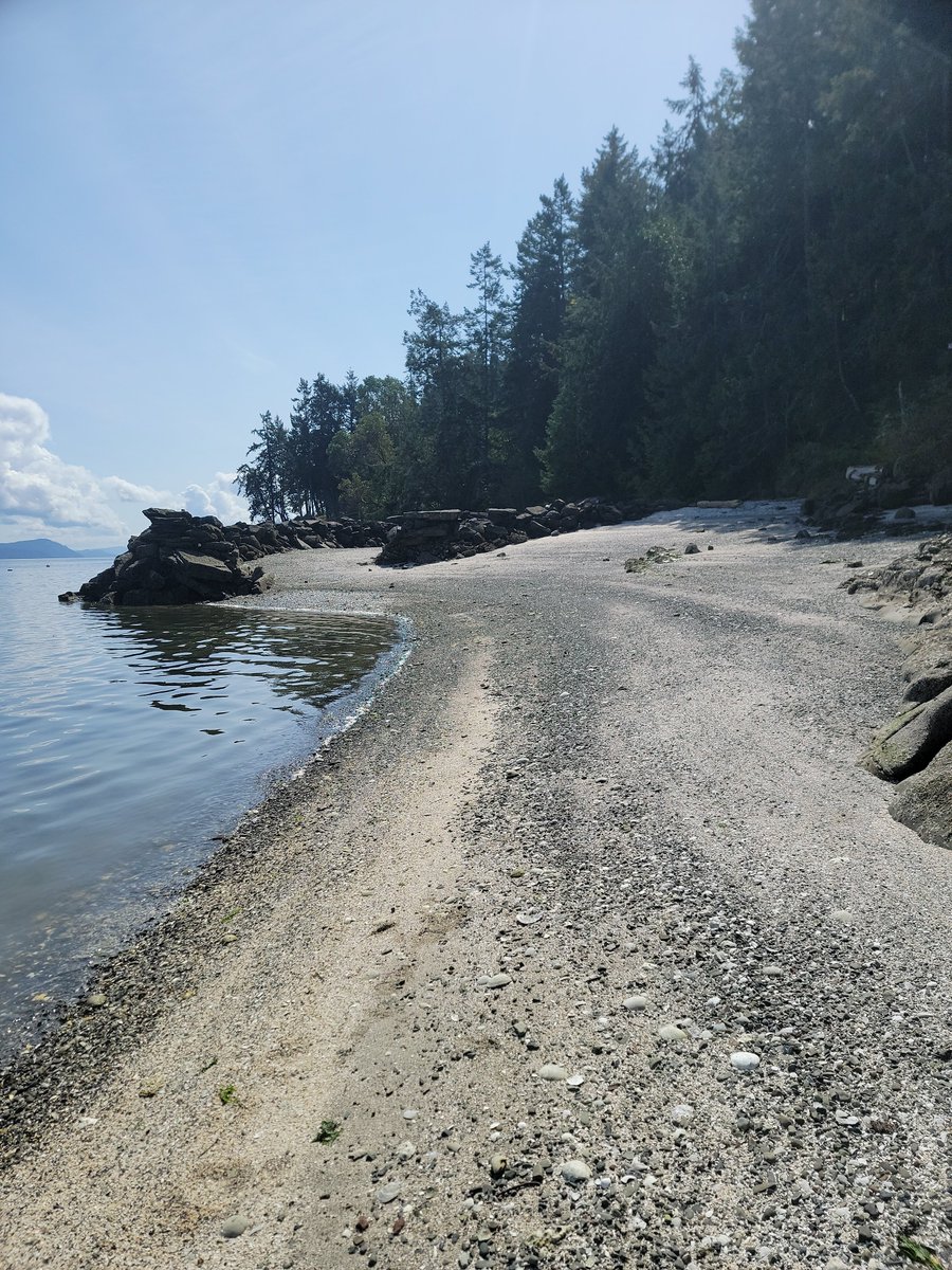 Banana Joe Freedom Fighter tweet media