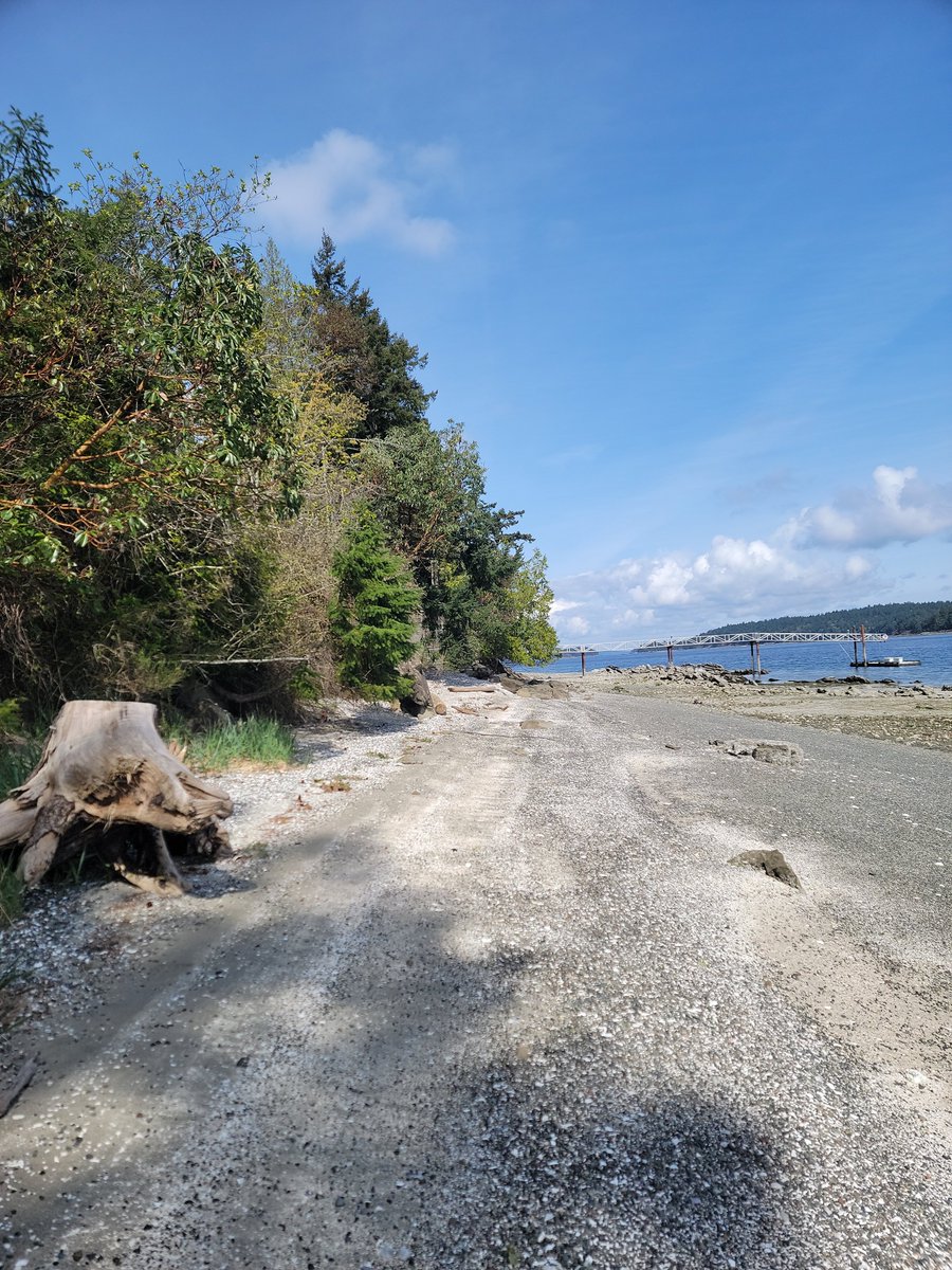 Banana Joe Freedom Fighter tweet media