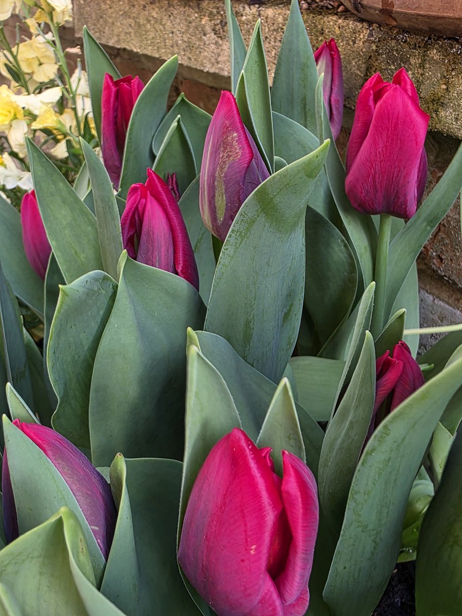 Rachael67947693's tweet image. Another massive day gardening for me today and the garden center gave me 36 free bedding plants! Happy days!!! But the best thing in my garden today are my tulips 😍
#tulip #garden #flower #gardening