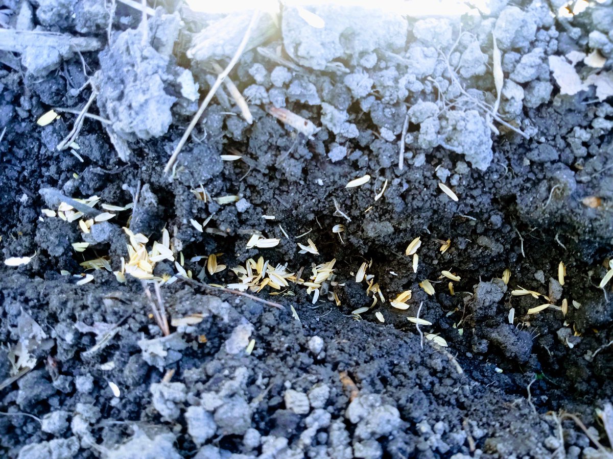 Charles.e.Mc$hane tweet media