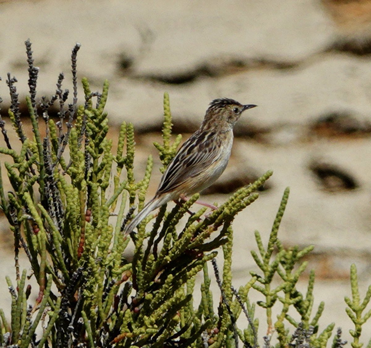 lyn lambert💙💛🇺🇦 tweet media