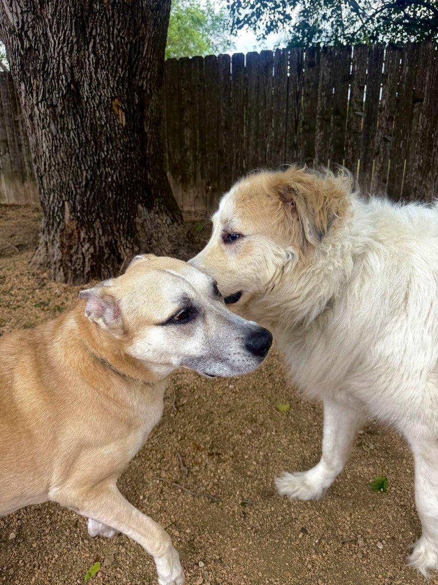 Luke Robinson, Yer Big Dog tweet media