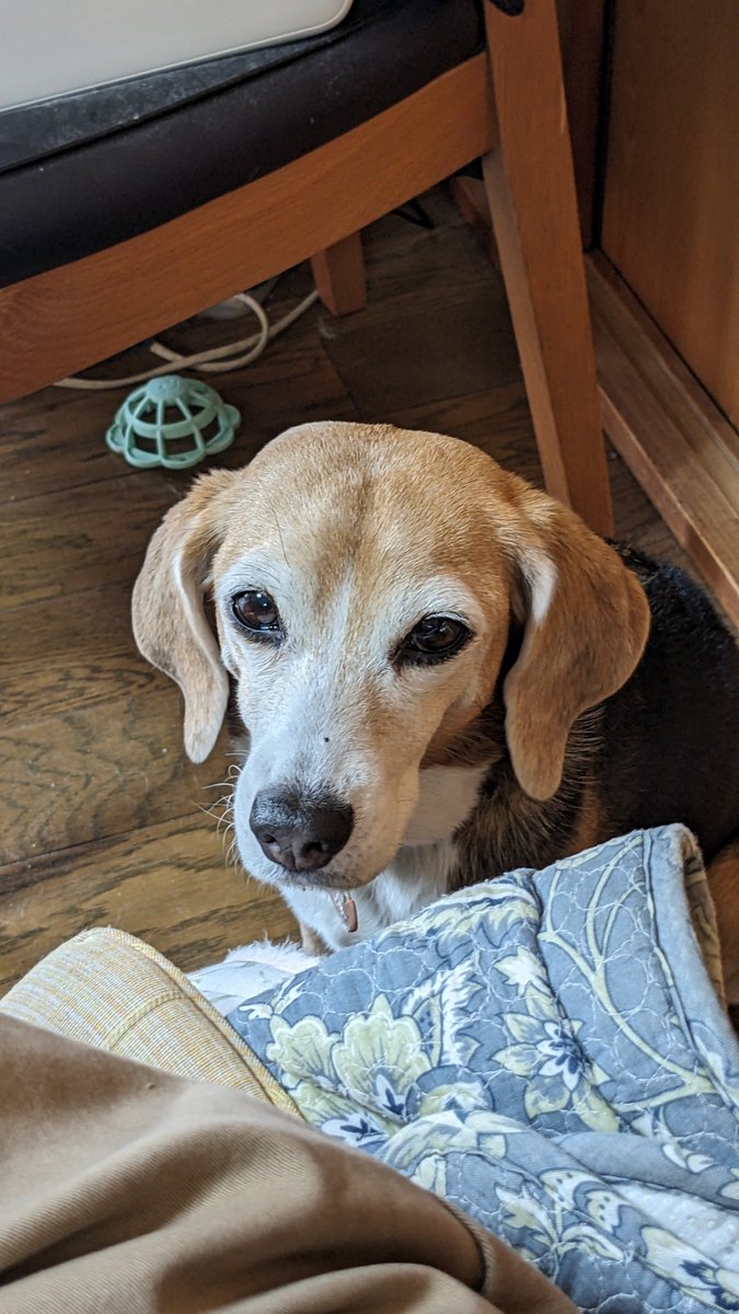 クッキーいもいも tweet media