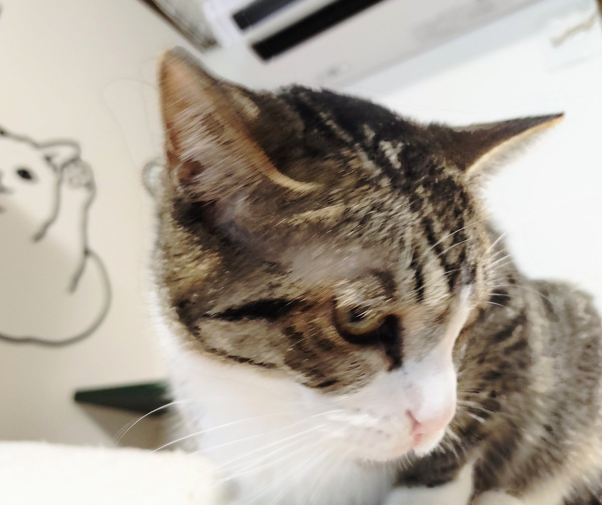 昨日は工事のため一日中ケージだったので不満なタルトちゃん