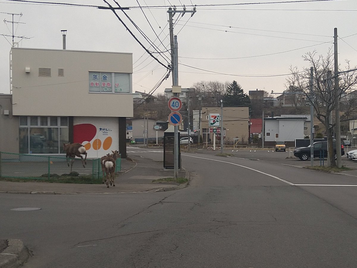 shigesan1975jp's tweet image. 本日早朝、#釧路市 〜 #浜中町 へ🚘️

釧路出発から、浜中到着まで曇り☁
気温5℃〜7℃、少し温かい体感🤗

交通量は疎らでスムーズ😄

但し、出発直後に戦々恐々😨
市街地にエゾシカ御一行🦌😲
また、10頭以上が道路へ😱

街中の方が今日は危険かも⚠️

皆様、御安全に🚘️

#ドライブ #道東 #北海道