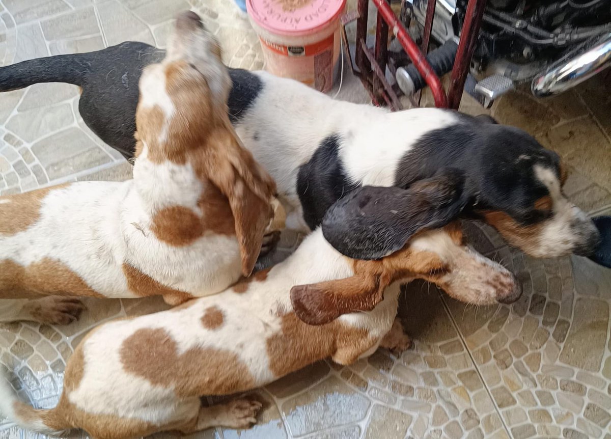 Lacasadelsalchi's tweet photo. Salchiamigos 🐾 les presento a esta familia Basset:
papá + mamá (8, pedigree) y su pequeña (1).
Buscan padrinos para vacunas, desparasitación y esterilización 🛡️
Los adultos requieren estudios prequirúrgicos + anestesia inhalada.  @CulturaColectiv @DaliaMRocha @FundacionToby https://t.co/BCwhvLR2uJ