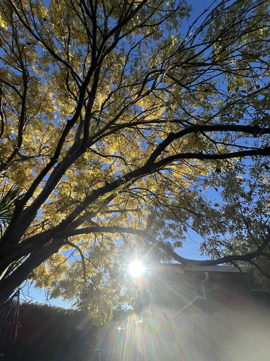 wapple15's tweet image. Good morning #Canberra ❄️☀️😎