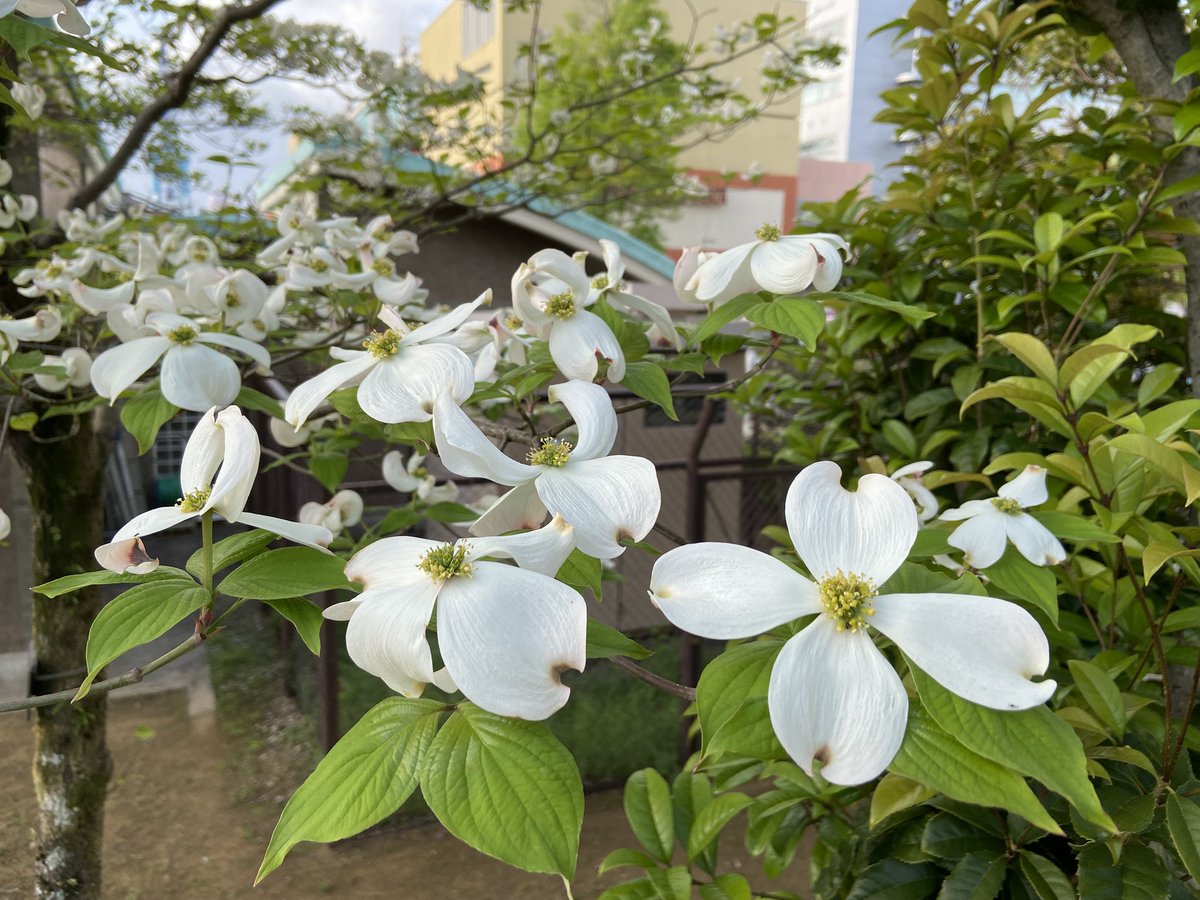 🐘もんじろう🦣 tweet media