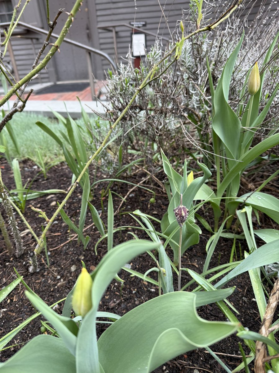 PaulRevereHouse's tweet photo. Happy #FlowerFriday from our blooming courtyard! We hope you will join us during our week of Special Events (including our draw your own garden inspired postcards activity on #EarthDay) starting tomorrow with the 251st anniversary of Paul Revereโs #MidnightRide! https://t.co/jvvyxqVBN6