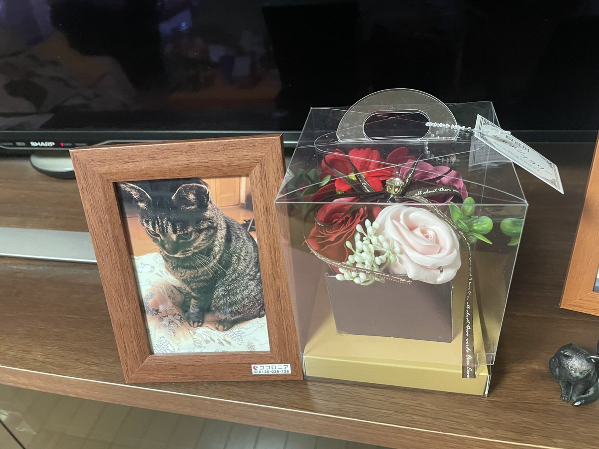 小川恵理子 tweet media