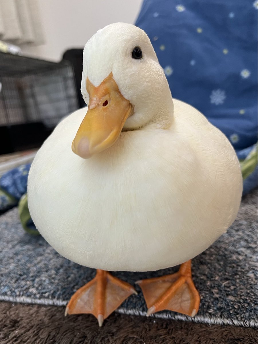 コールダックしろみと従者𓅰 tweet media