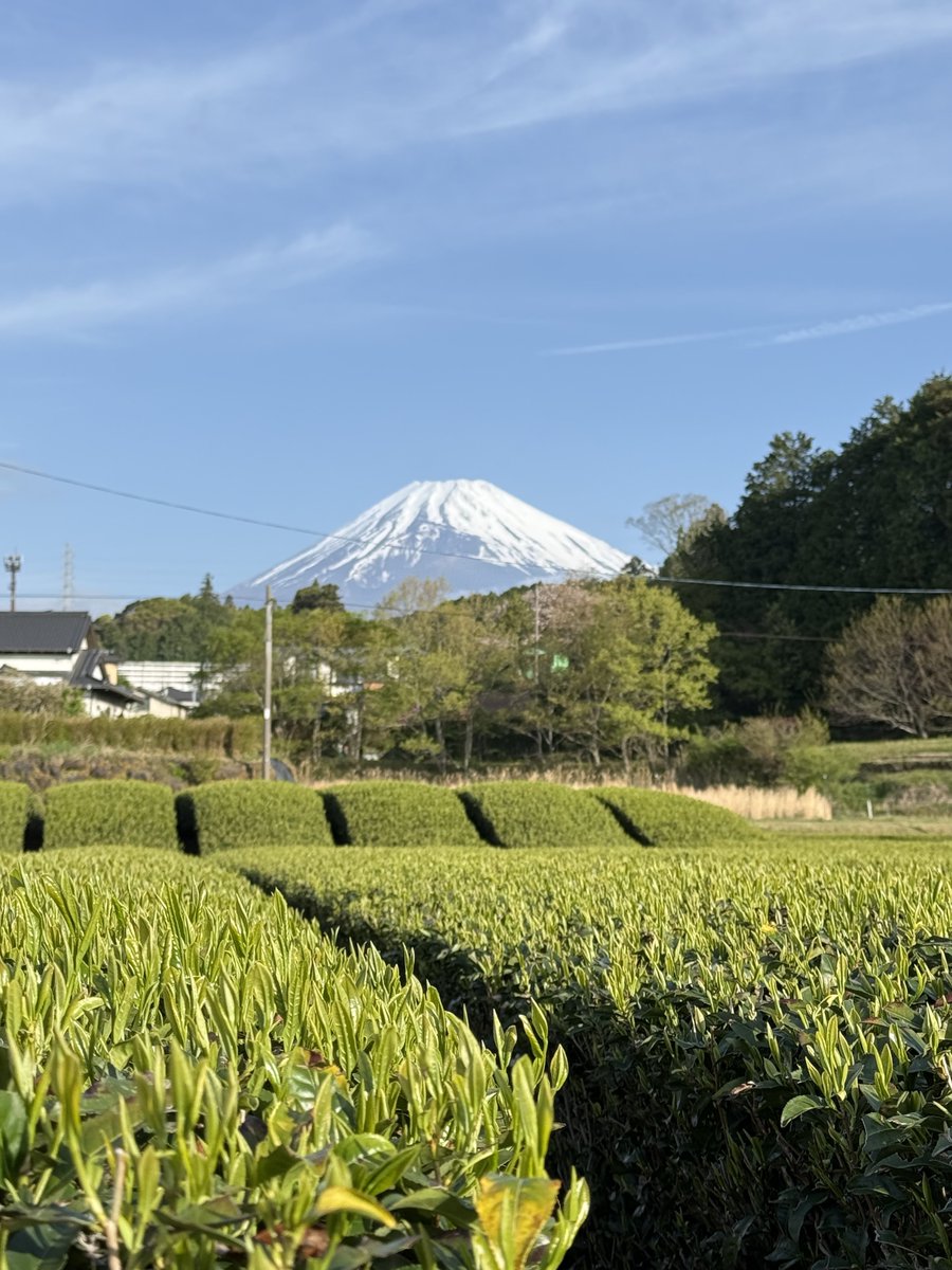 おはようございます

 #裾野市 #茶畑