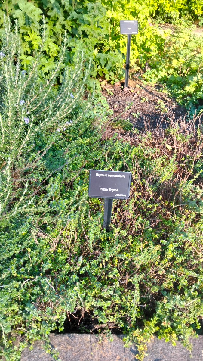 MarkDABond's tweet image. It's #PIZZA #THYME @BotanicSydney !!