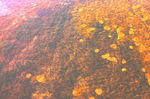 kawakamitakeru's tweet image. kawakamitakeru.wixsite.com/photograph  #Kyoto #Japan