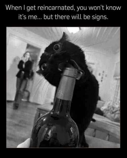 Von2Highlands's tweet photo. @ebert_ann @Lindabell54 @UndeadRandy @LouDPhillips @KierstenWarren @erics_escapades  and all you other sacrifices to the feline gods. https://t.co/W3FBFzkL9M
