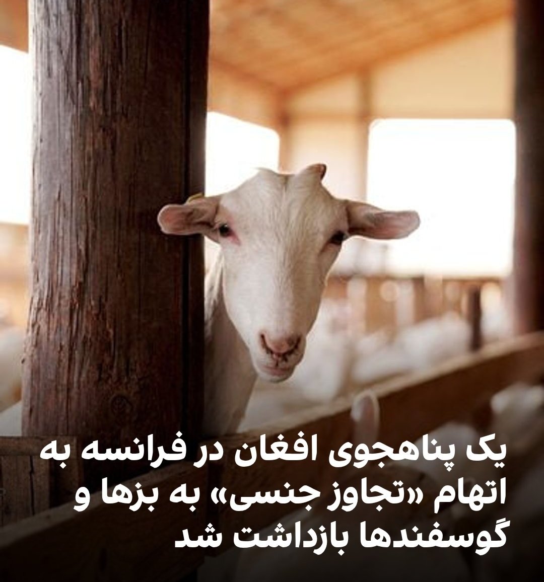 آوای ایران tweet media