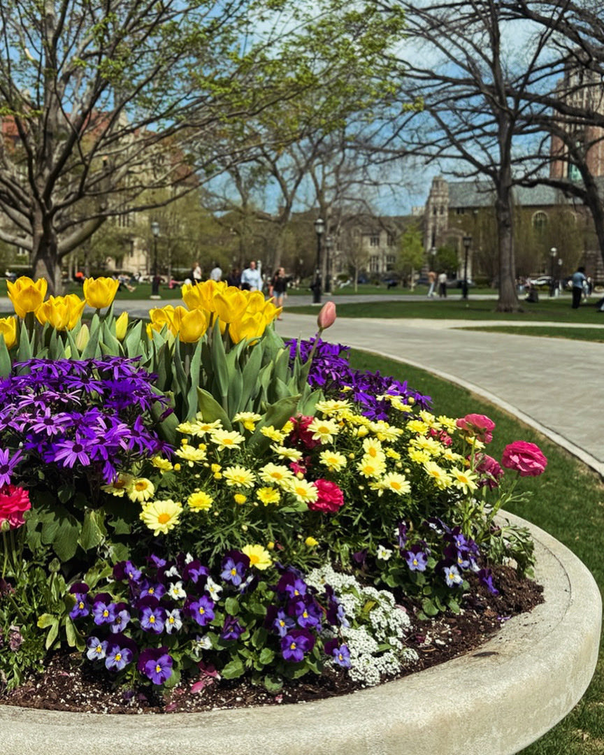 NancyAFrench's tweet image. “The earth laughs in flowers.”
— Ralph Waldo Emerson #chicago