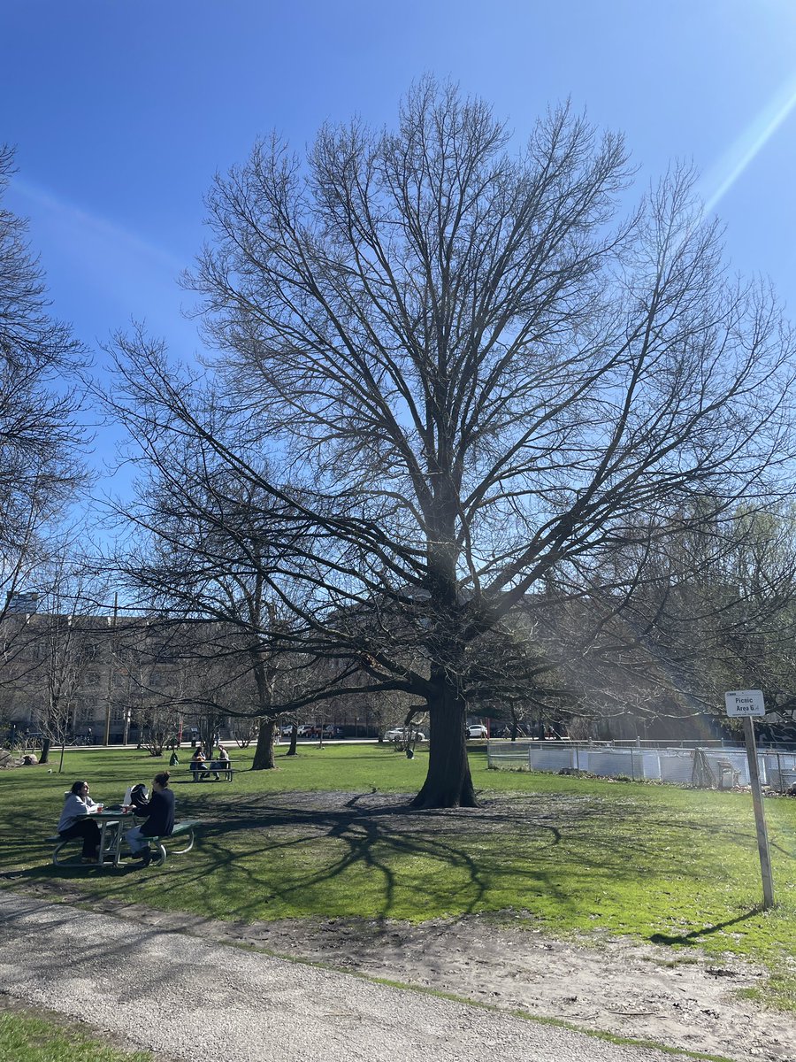 Trinity Bellwoods Park tweet media