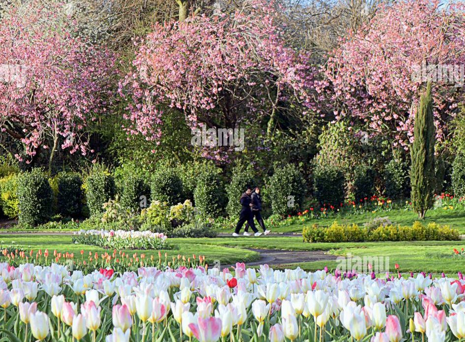 harryhoundy's tweet image. new #weather #summy #ukweather #glasgow #cherryblossom #pink 

alamy.com/news/newsresul…