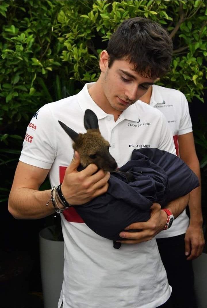 daily lestappen tweet media