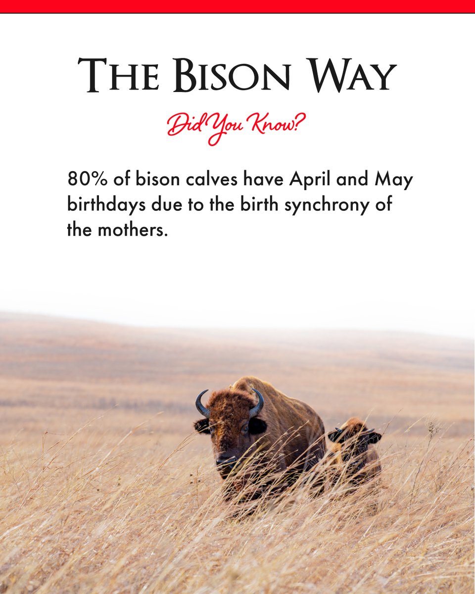 Happy birthday, red dogs! 🦬❤️

Bison characterize resilience, strength, courage, and community—which are all things we value at The Kimmell Foundation!

#TheBisonWay #bison