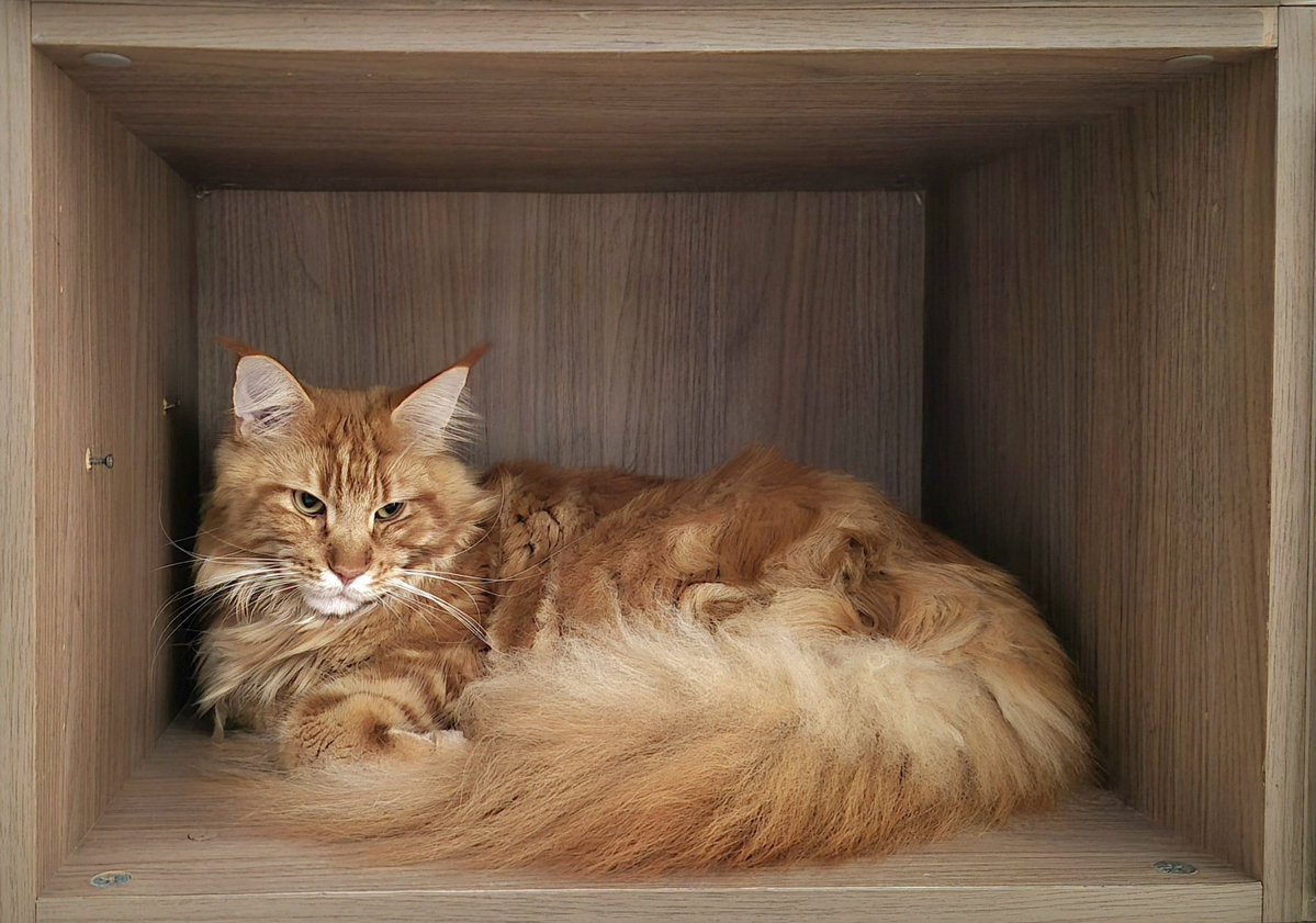 anika 🦌 tweet media