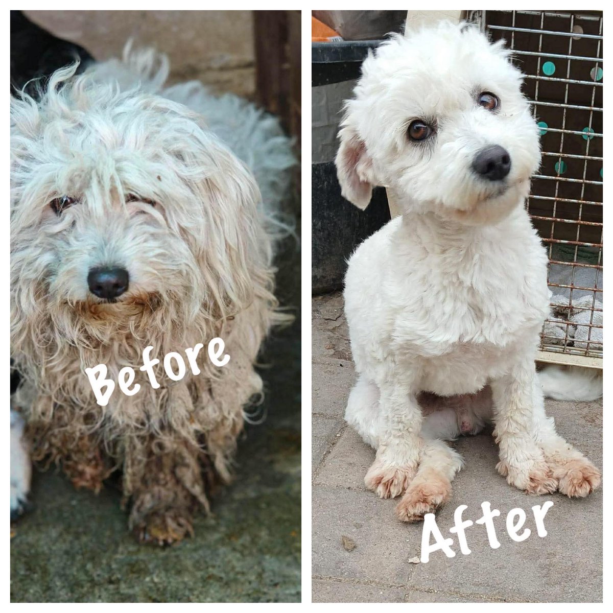 18mo titch MAX was rescued from the public dog shelter. He originally belonged to some travellers but ended up living on the streets &amp; was finally taken to the PS. Max is a friendly, loving boy who gets along well with dogs, cats, &amp; people. He walks nicely on a lead &amp; is