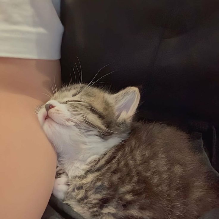 Cats all the way tweet media